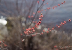 Landscapes-4