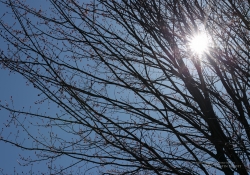 Veiling-2