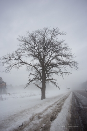 Voigtlander Sample Images-10