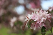 Blossoms
