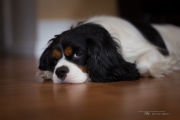 Portraits-4