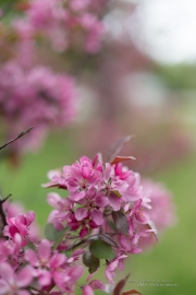 Spring Day Beauty-2