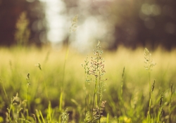 The Joy of f/1.4