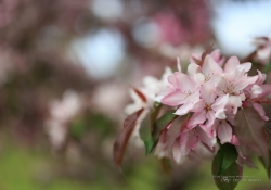 Blossoms