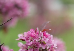 Spring Day Beauty-2