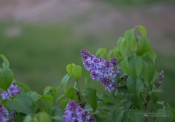 Spring Day Beauty-3