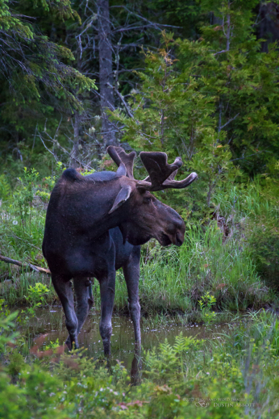 Algonquin Park-10