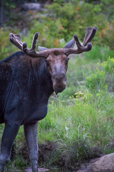 Algonquin Park-13