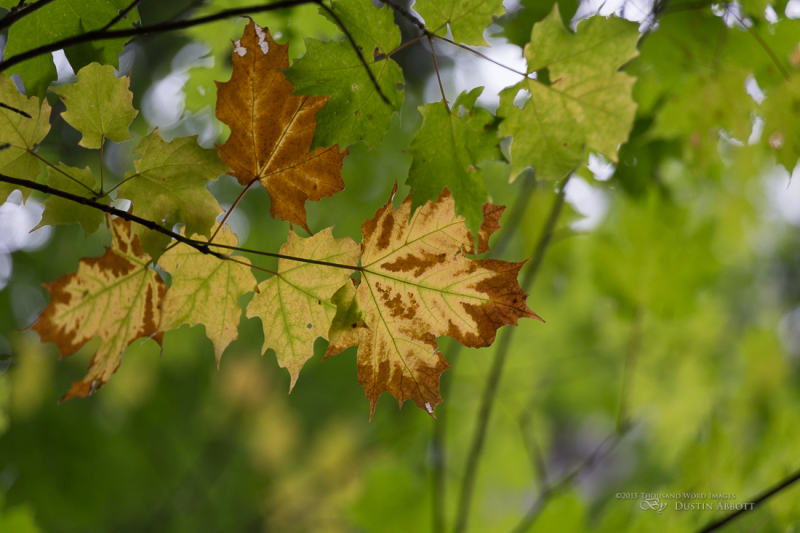 Algonquin Park-29