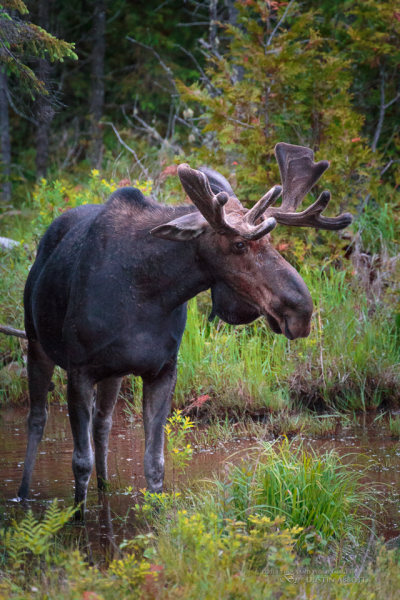 The Moose of Algonquin Park