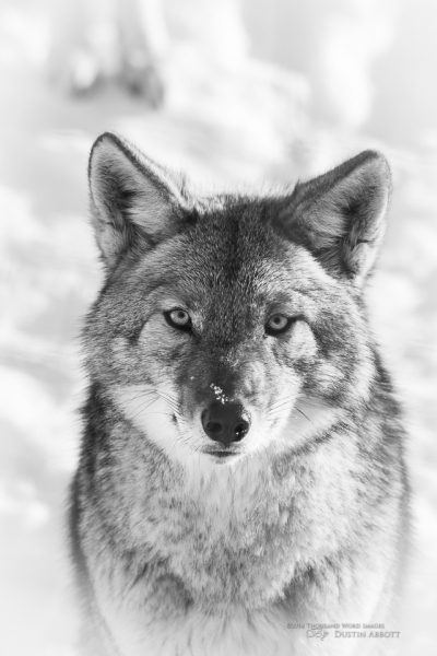 Coyote Portrait