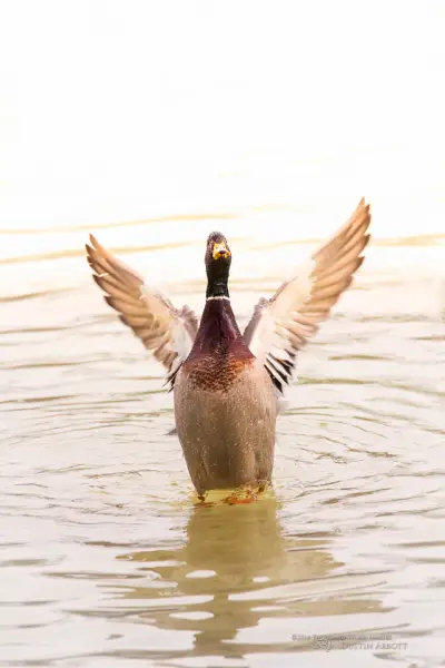 Show Off