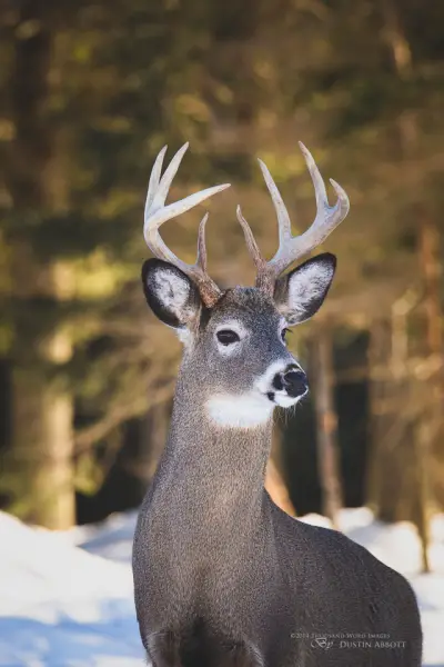 Bambi