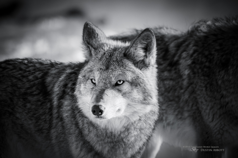 Coyote @600mm