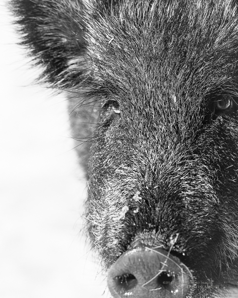 Do I Boar You?
