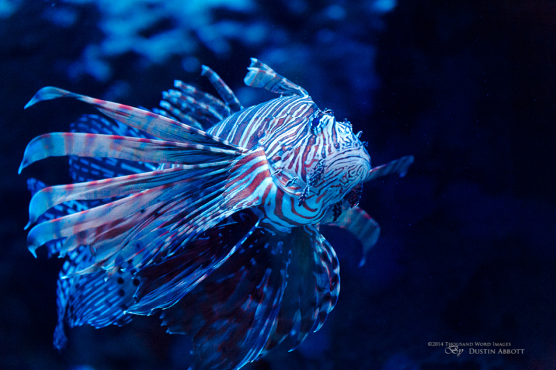 Lionfish