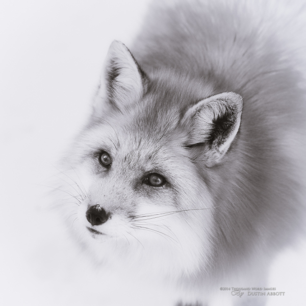 Silver Fox