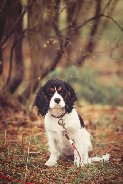 Puppy on a Rainy Day