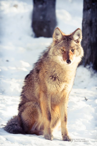 Mister Coyote