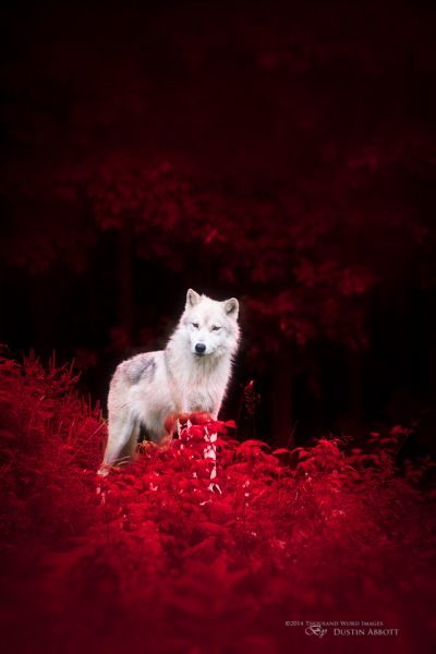Wolf in Wonderland