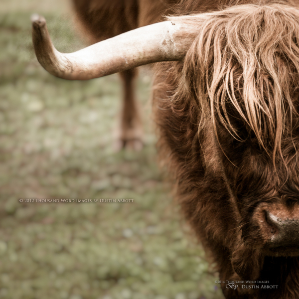 Highland Style
