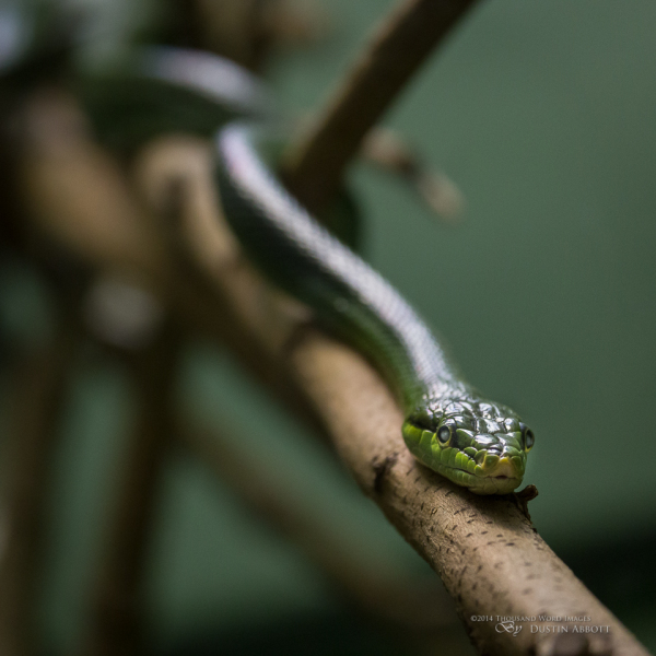 Slither