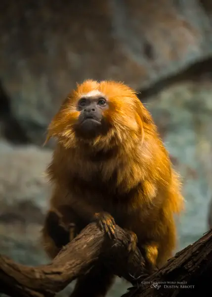 Golden Lion Tamarin
