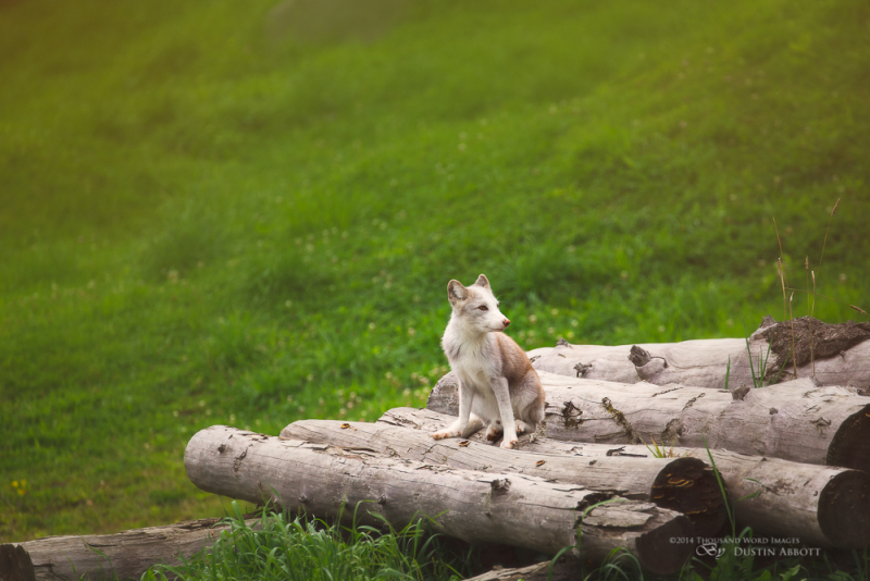 Arctic Fox Kit