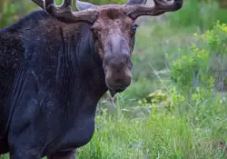 Bull Moose Portrait
