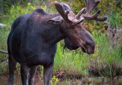 The Moose of Algonquin Park