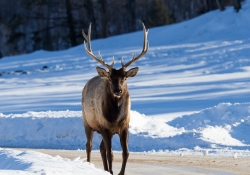 Tamron SP 150-600mm f/5-6.3 Di VC USD Review