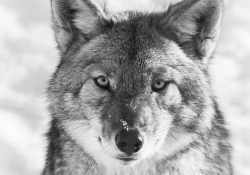 Coyote Portrait