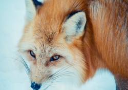 Sly as a Fox