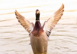 Show Off