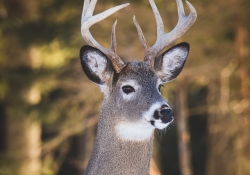 Bambi