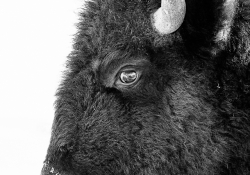 Bison Formal Portrait