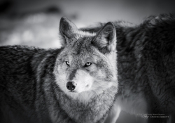 Coyote @600mm