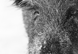 Do I Boar You?
