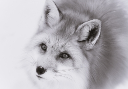 Silver Fox