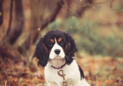 Puppy on a Rainy Day