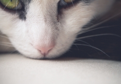 The Mouse's View