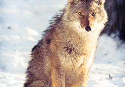 Mister Coyote