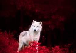 Wolf in Wonderland