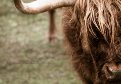 Highland Style