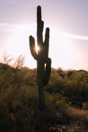 Arizona Landscapes-10