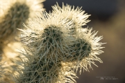 Arizona Landscapes-12