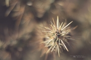 Arizona Landscapes-2