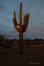 Arizona Landscapes-28