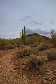 Arizona Landscapes-32