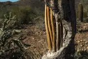 Arizona Landscapes-37
